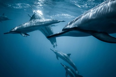 Dolphins, turtles and dugongs